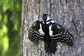 Great spotted woodpecker on a trunk Finland