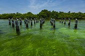 Royal Terns on poles Punta Caracol Colon Island Panama 