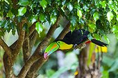Keel-billed Toucan on a branch Chagres National Park Panama