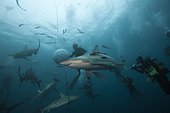 Blacktip Sharks and divers South Africa Indian Ocean  ; Aliwal Shoal 