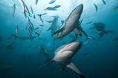 Blacktip Sharks and divers South Africa Indian Ocean  ; Aliwal Shoal 