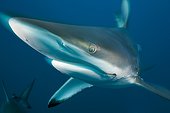 Blacktip Shark Aliwal Shoal  South Africa Indian Ocean 