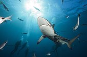 Blacktip Sharks and diver  South Africa Indian Ocean  ; Aliwal Shoal