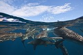Blacktip sharks under surface ??South Africa Indian Ocean  ; Aliwal Shoal