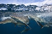 Blacktip sharks under surface ??South Africa Indian Ocean  ; Aliwal Shoal