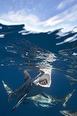 Blacktip sharks under surface South Africa Indian Ocean