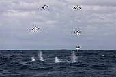 Cape Gannets hunting Sardines South Africa Indian Ocean 