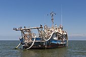 Cape Cormorant resting on Wreck Walvis Bay Namibia
