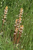 Small Broomrape and Big Quakingrass in a meadow France ; Peninsula of Giens