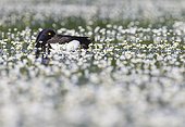 Male Tufted Duck amongst Water Crowfoot GB
