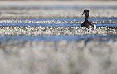 Male Tufted Duck amongst Water Crowfoot GB