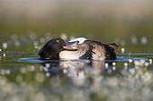 Male Tufted Duck preening amongst Water Crowfoot GB