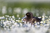 Female Tufted Duck amongst Water Crowfoot GB