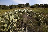 Cactus Opuntia dans la garrigue Provence France ; originaire du Sud-Ouest des Etats-Unis , des Bermudes et de Cuba