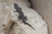 Kotschy's Gecko on rock Peloponnese Greece