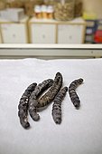 Sea cucumbers for sale at an Asian market  ; The sea cucumber caught by French fishermen of Saint-Pierre and Miquelon is entirely exported to Hong Kong by Canadian Fogo Island and an empty frozen time. On the Asian markets, the sea cucumber is offered frozen or desydraté to ensure conservation.