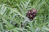 Artichoke in an organic garden in the spring France 