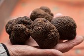 Périgord black truffle on a black background