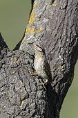 Wryneck at nest entrance in a tree Bulgaria