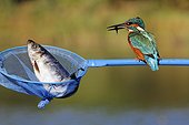 Common kingfisher on a dipnet with a fish England