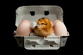 Chick in an egg box on a black background