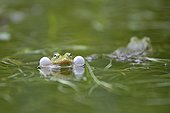 Green frog singing in a pond Prairie Fouzon France