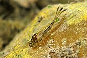 Mayfly larva in a pool Prairie Fouzon France