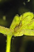 Mayfly larva in a pool Prairie Fouzon France