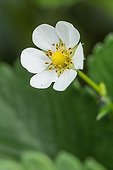 'Ciflorette' stawberry in bloom in Provence