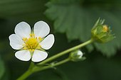 'Ciflorette' stawberry in bloom in Provence