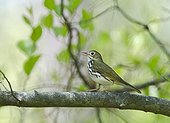 Ovenbird singing on a branch Cape May USA