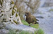 Kea carrying an object in the beak Arthur's Pass