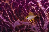 Golden Damselfish in front of Red Whip Gorgonian Indonesia 