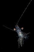 Long Arm Prawn moving in open water Indonesia