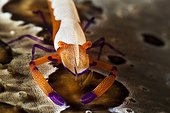Imperial Shrimp on a Leopard Sea Cucumber Indonesia