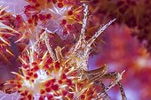 Crab on soft coral Indonesia