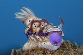 Risbecia's Nudibranch mouth out on reef Indonesia