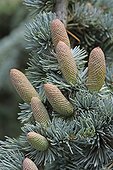 Blue Atlas cedar cones in a garden