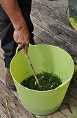 Making of horsetail manure in a garden ; Its silica and minerals allows the horsetail manure to help plants against various fungal diseases.
