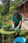 Making of nettle manure in a garden ; Rich in nitrogen, extract of fermented nettle or nettle manure is an excellent stimulant for start of season.