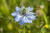 Devil in the bush flower Lorraine France