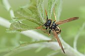Paper wasp on a leaf in a wasteland France 
