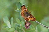 Silver-bordered Fritillary in a bog Vosges France