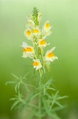 Butter and eggs flowers in a wasteland Lorraine France 
