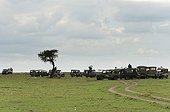 Off-road vehicles around a Cheetah - Masai Mara Kenya