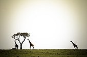 Giraffes around an acacia tree - Masai Mara Kenya