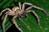 Huntsman spider on a leaf La Selva Costa Rica