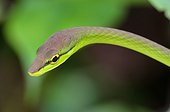 Portrait of Cope's Vine Snake Rara Avis Costa Rica