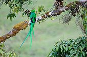Resplendent Quetzal on a branch Las Tablas Costa Rica