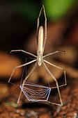 Net-Casting Spider Coto Brus  Costa Rica